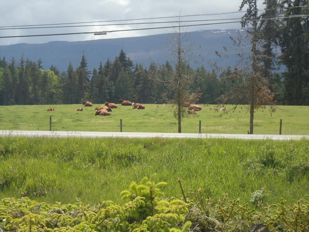 Cedar Song B&B Parksville Esterno foto